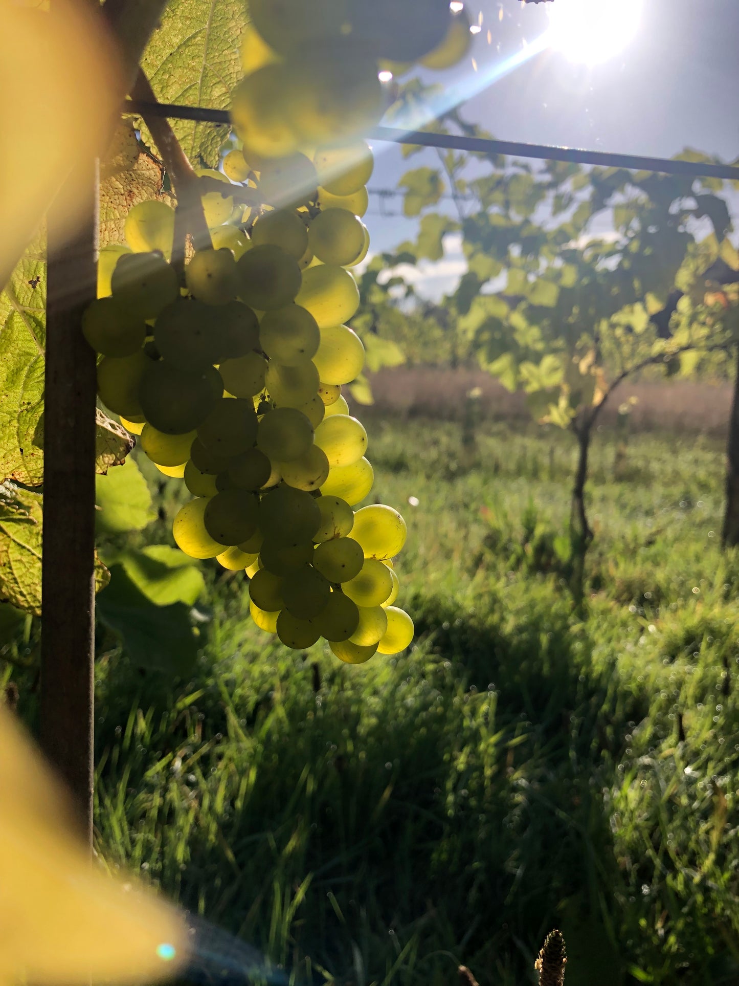 Black Mountain Pink 2024