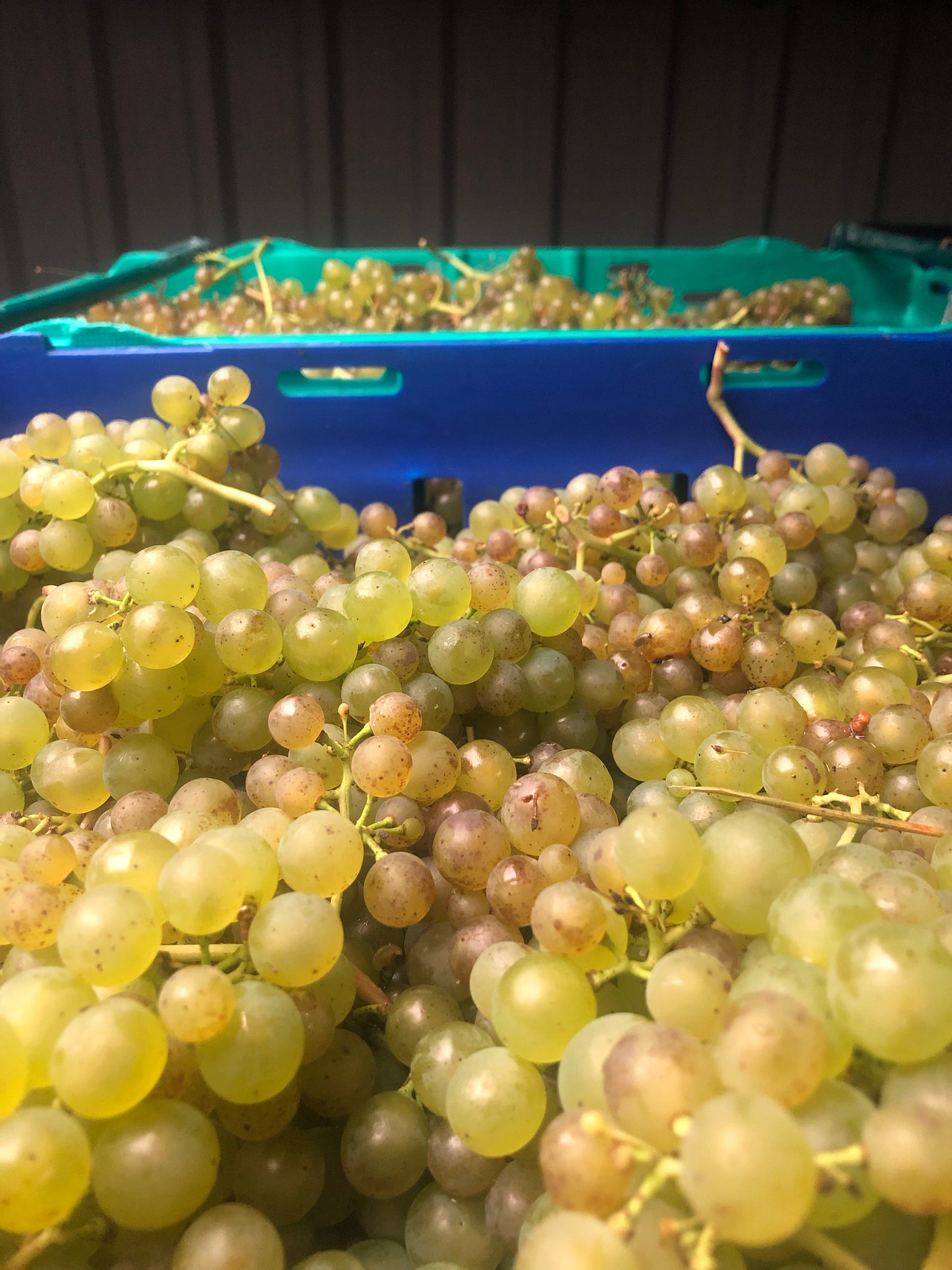 Shouting at Weather Col Fondo NV