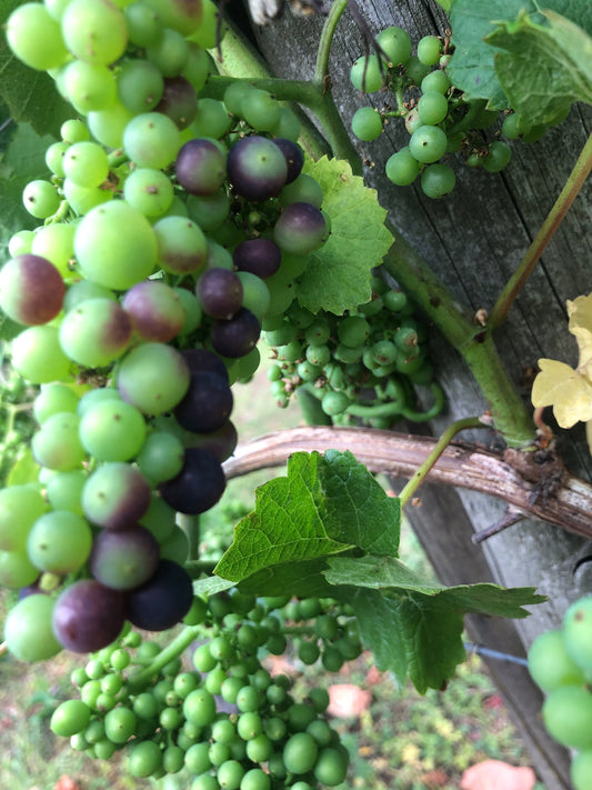 Black Mountain Field Blend 2022