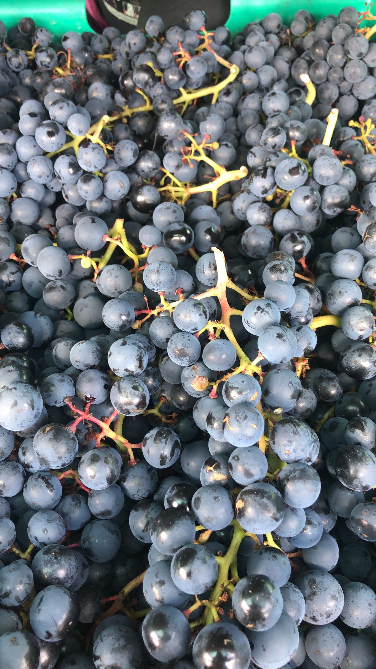 Black Mountain Field Blend 2022